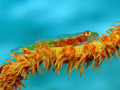   Whip coral goby taken Marsa Bareike Canon G10 Epoque ds150 strobe. strobe  